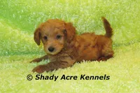 F1b MINI Laroy--average weight 30lbs, a male Miniature Goldendoodle for sale in Macon, GA – 5 of 8