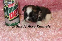 Pindora, a female Shih Tzu for sale in Macon, GA – 6 of 6