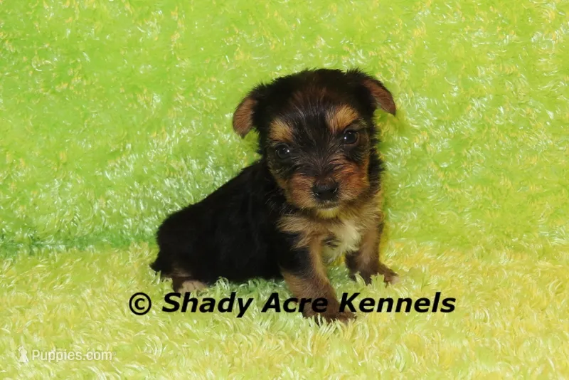 SeaBreeze – Yorkshire Terrier puppy for sale in Macon, GA