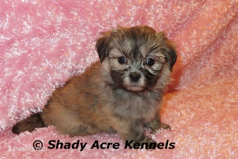 Gibby – Mal Shi puppy for sale in Macon, GA