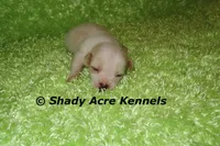 Smooth Shorty Chevy, a male Jack Russell Terrier for sale in Macon, GA – 4 of 7