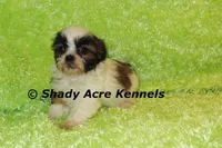 Killer, a male Shih Tzu for sale in Macon, GA – 5 of 7