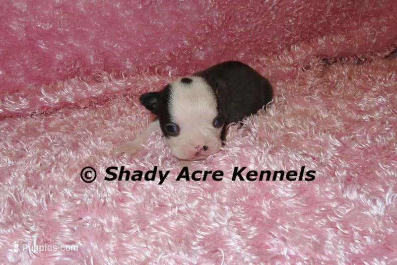 Duchess with Haggerty Spot – Boston Terrier puppy for sale in Macon, GA
