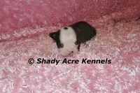 Duchess with Haggerty Spot, a female Boston Terrier for sale in Macon, GA – 3 of 6
