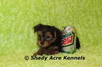 Odoo, a male Yorkshire Terrier for sale in Macon, GA – Photo 3 of 9