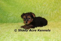 Odoo, a male Yorkshire Terrier for sale in Macon, GA – Photo 1 of 9