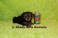 Odoo, a male Yorkshire Terrier for sale in Macon, GA – Photo 2 of 9