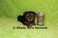 Odoo, a male Yorkshire Terrier for sale in Macon, GA – Photo 9 of 9