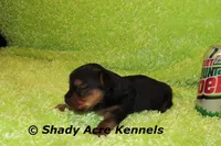 Odoo-Ready 3-19-AKC registration available, a male Yorkshire Terrier for sale in Macon, GA – Photo 3 of 4