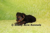 Odoo, a male Yorkshire Terrier for sale in Macon, GA – Photo 7 of 9