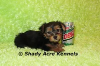 Odoo, a male Yorkshire Terrier for sale in Macon, GA – Photo 8 of 9