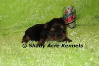 Odoo-Ready 3-19-AKC registration available, a male Yorkshire Terrier for sale in Macon, GA – Photo 2 of 4