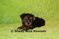 Odoo, a male Yorkshire Terrier for sale in Macon, GA – Photo 6 of 9