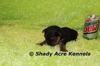 Odoo-Ready 3-19-AKC registration available, a male Yorkshire Terrier for sale in Macon, GA – Photo 1 of 4