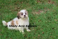 Girrett, a male Mal Shi for sale in Macon, GA – 5 of 10