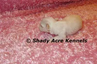 Disco, a female Mal Shi for sale in Macon, GA – 5 of 9
