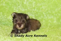 Eski, a male Miniature Schnauzer for sale in Macon, GA – 5 of 9