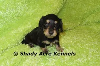 Long Coat Lochlan, a male Miniature Dachshund for sale in Macon, GA – 3 of 6