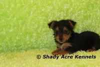 SeaDog--AKC reg. available, a male Yorkshire Terrier for sale in Macon, GA – 3 of 5