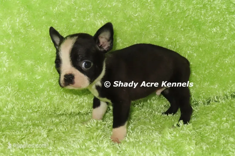 Mabo--Parent pics too – Boston Terrier puppy for sale in Macon, GA