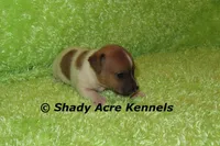 Elvis, a male Jack Russell Terrier for sale in Macon, GA – Photo 4 of 5