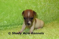 Elvis, a male Jack Russell Terrier for sale in Macon, GA – Photo 3 of 5