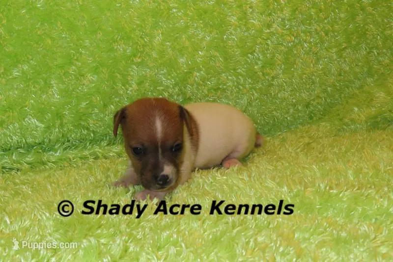Elvis – Jack Russell Terrier puppy for sale in Macon, GA