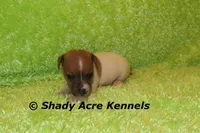 Elvis, a male Jack Russell Terrier for sale in Macon, GA – Photo 1 of 5