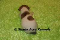 Elvis, a male Jack Russell Terrier for sale in Macon, GA – Photo 5 of 5