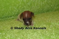 Elvis, a male Jack Russell Terrier for sale in Macon, GA – Photo 2 of 5