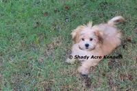 Gironimo--Parent pics too, a male Mal Shi for sale in Macon, GA – 3 of 10