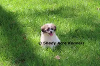 McCavity, a male Shichon for sale in Macon, GA – 5 of 9