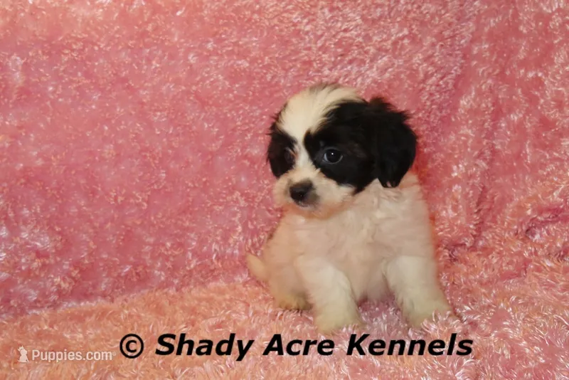 Madam – Shichon puppy for sale in Macon, GA