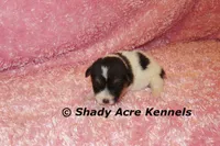 Melina, a female Jack Russell Terrier for sale in Macon, GA – 3 of 5