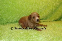 F1b MINI Landon--average weight 30lbs, a male Miniature Goldendoodle for sale in Macon, GA – 9 of 9