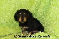 Long Coat Lochlan--AKC registerable, a male Miniature Dachshund for sale in Macon, GA – 10 of 10