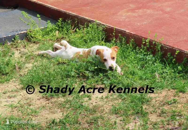 Chelsey – Parson Russell Terrier puppy for sale in Macon, GA