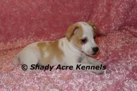 Chelsey, a female Jack Russell Terrier for sale in Macon, GA – Photo 2 of 9