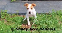 Long Legged Chelsey, a female Jack Russell Terrier and Parson Russell Terrier for sale in Macon, GA – Photo 8 of 10
