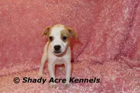 Chelsey, a female Jack Russell Terrier for sale in Macon, GA – Photo 1 of 9