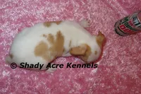 Chelsey, a female Jack Russell Terrier for sale in Macon, GA – Photo 8 of 9