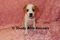 Chelsey, a female Jack Russell Terrier for sale in Macon, GA – Photo 5 of 9