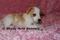 Chelsey, a female Jack Russell Terrier for sale in Macon, GA – Photo 3 of 9