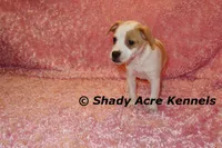 Chelsey, a female Jack Russell Terrier for sale in Macon, GA – Photo 7 of 9
