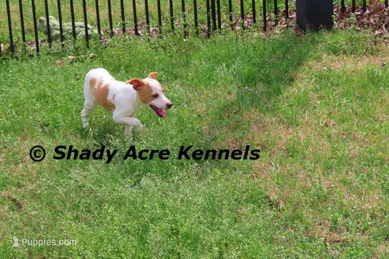 Long Legged Chelsey – Jack Russell Terrier, Parson Russell Terrier puppy for sale in Macon, GA