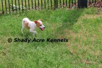 Long Legged Chelsey, a female Jack Russell Terrier and Parson Russell Terrier for sale in Macon, GA – Photo 1 of 10