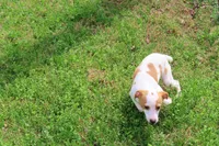 Long Legged Chelsey, a female Jack Russell Terrier and Parson Russell Terrier for sale in Macon, GA – Photo 9 of 10