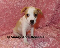 Chelsey, a female Jack Russell Terrier for sale in Macon, GA – Photo 6 of 9