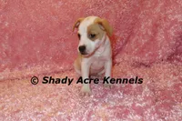 Chelsey, a female Jack Russell Terrier for sale in Macon, GA – Photo 4 of 9