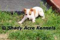 Long Legged Chelsey, a female Jack Russell Terrier and Parson Russell Terrier for sale in Macon, GA – Photo 10 of 10